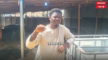 How to Start Catfish Farming in Nigeria With Just ₦350,000 (Full Beginner Guide)