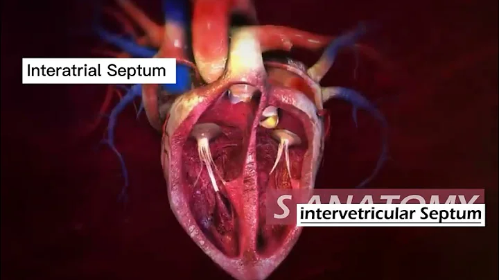 HCL Learning  Structure of the Human Heart #anatomy #science #education