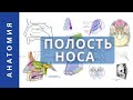 ПОЛОСТЬ НОСА