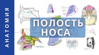 картинка: ПОЛОСТЬ НОСА