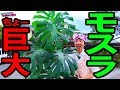 【モスラ欲しい人必見!?】観葉植物モンステラ超巨大化してヤバいから園芸屋さんに植え替え依頼2019（根のほぐし方プロVer）