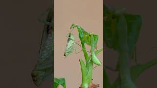 Small but Mighty: Tiny Nymph Wrecks Giant Adult! #insects #prayingmantis #mantis #macro