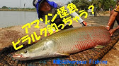 日本初 世界最大の淡水魚ピラルクの釣り堀にバスタックルで挑む Youtube
