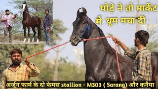 Arjun Stud Farm - Raval - Marwari Stallion M 303 (Sarang) And Kanaiya - Popat Bhai Keshwala