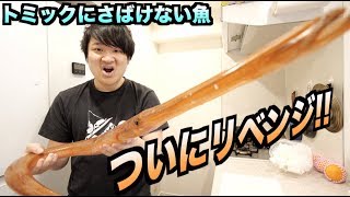 【公開処刑】おらはアカヤガラに殺されるんや・・・