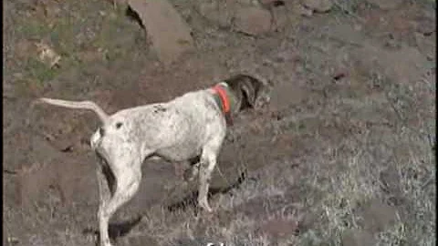 Pointer - English Pointer Dog - DayDayNews