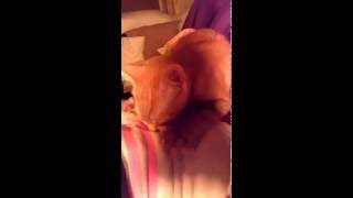 Cat Trying To Milk A Girl Cat Trying To Milk A Girl