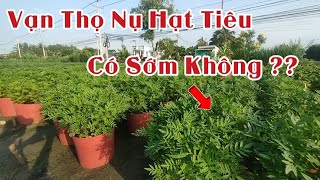 Vạn Thọ Nụ Hạt Tiêu Nở Sớm Hay Trễ - Huỳnh Thủy Tinh Vlog