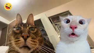 Try Not to Laugh 2024😁 New Funny Dog and Cat Video 😹🐶 Part 7