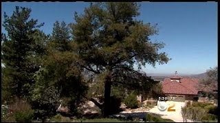 New Neighbors Sue Elderly Couple Over Trees, Obstruction Of View