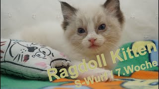 Ragdoll Kitten | unser S-Wurf in der siebten Woche | Aramintapaws Ragdolls by Aramintapaws Ragdolls 139 views 10 months ago 41 seconds