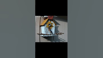 Eastern Bluebird couple checking out birdhouse 3/1/23