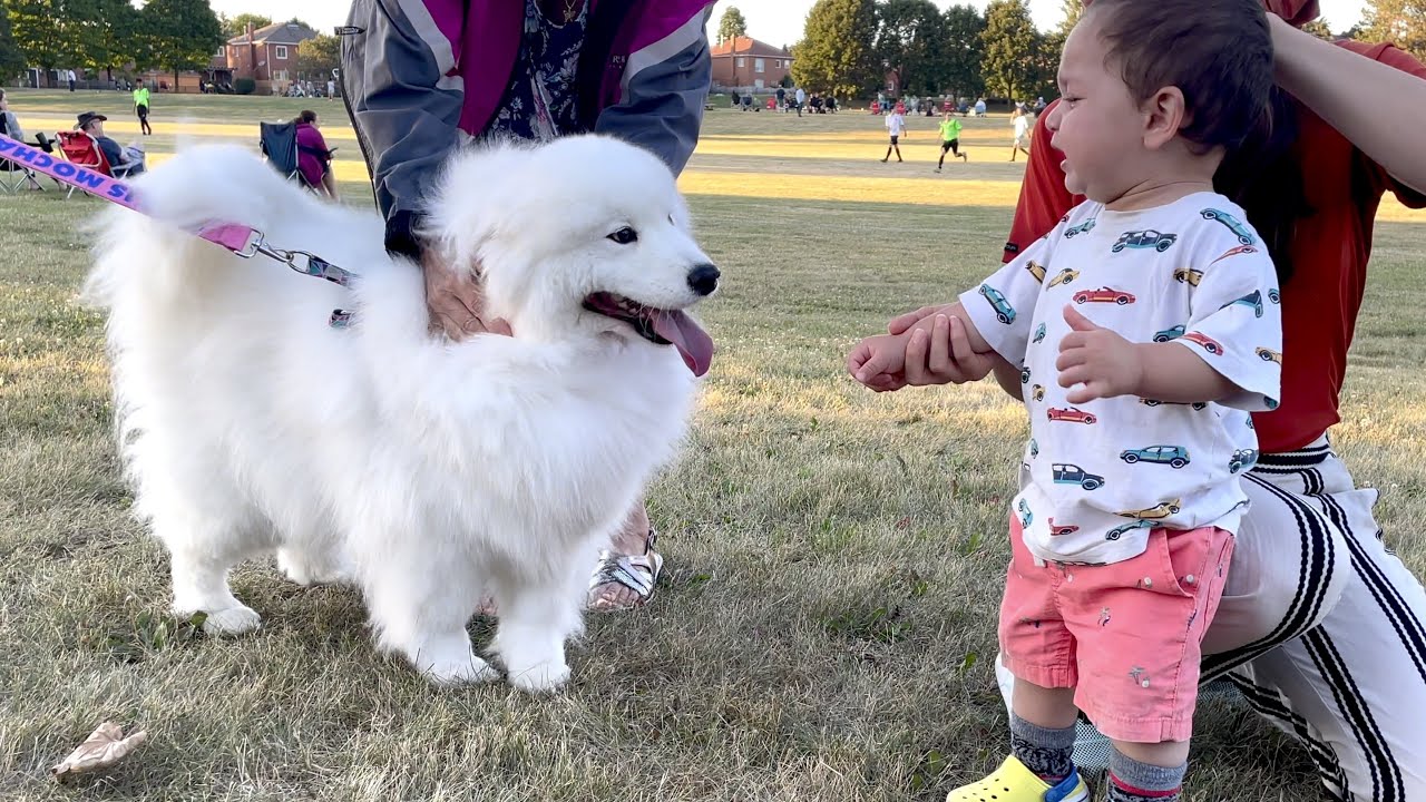 ⁣My dog made a baby cry at the park