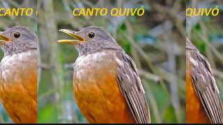 Sabiá Quievo Para Treino Ou Esquento