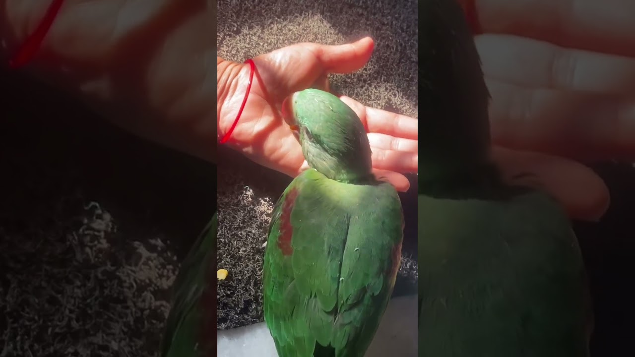 How to give sun bath of ur baby parrot it will help to growing your baby parrot faster 