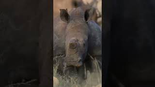 1 MILLION d’espèces menacées #BIODIVERSITÉ