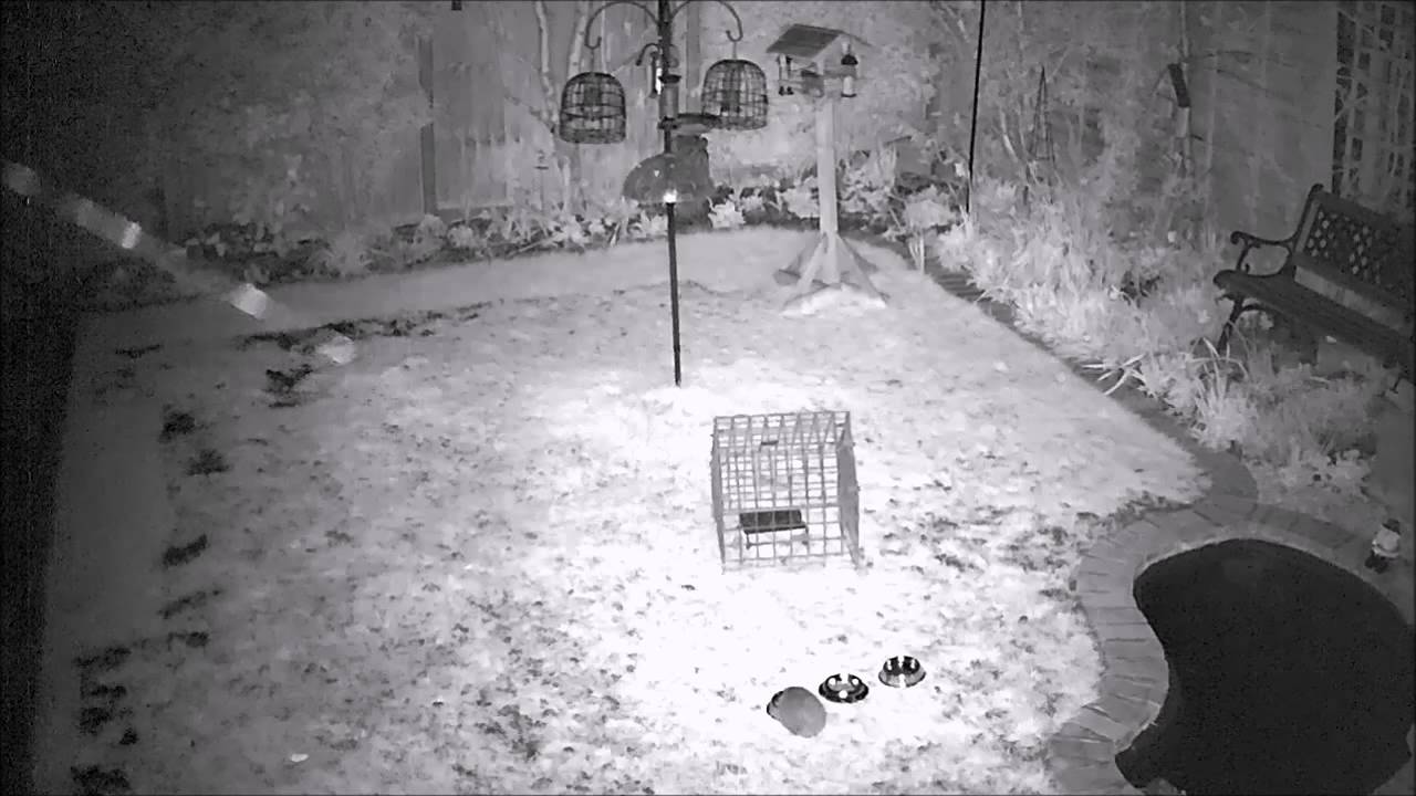 hedgehog meaning in hindi Hedgehog's Midnight Feast