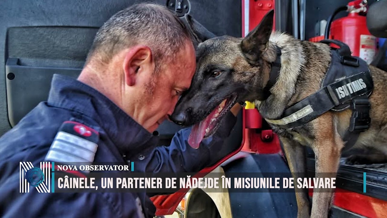 Câinele, un partener de nădejde în misiunile de salvare