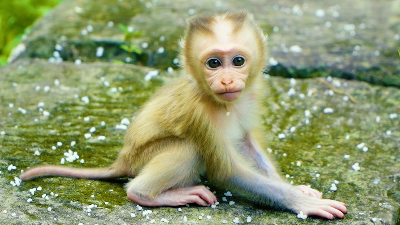 Most Adorable And Innocent Baby Monkey Lynx So Walking Well Now