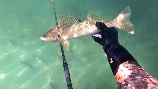 Unbelievable day of Spearfishing! Walleye are Everywhere!
