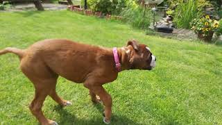 Masha boxer dog. Mini ballet on green grass. Episode 9 by Masha the Boxer Dog  from Poland  2,225 views 2 years ago 1 minute, 39 seconds