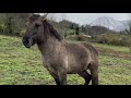 Visita a los uros de Heck y los caballos tarpanes del Parque