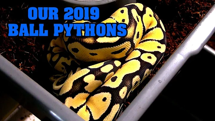 Snakes growing up!  They need bigger homes!  Moving our ball pythons to bigger tubs!