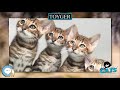 Toyger 🐱🦁🐯 EVERYTHING CATS 🐯🦁🐱 の動画、YouTube動画。