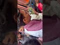 kal Bhairav 🙏 🙏 Banaras #banaras #trending #youtube #ytshorts #kashi #varanasi #hindi #mahadev