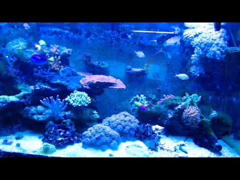 Matt Klapper Live Stream