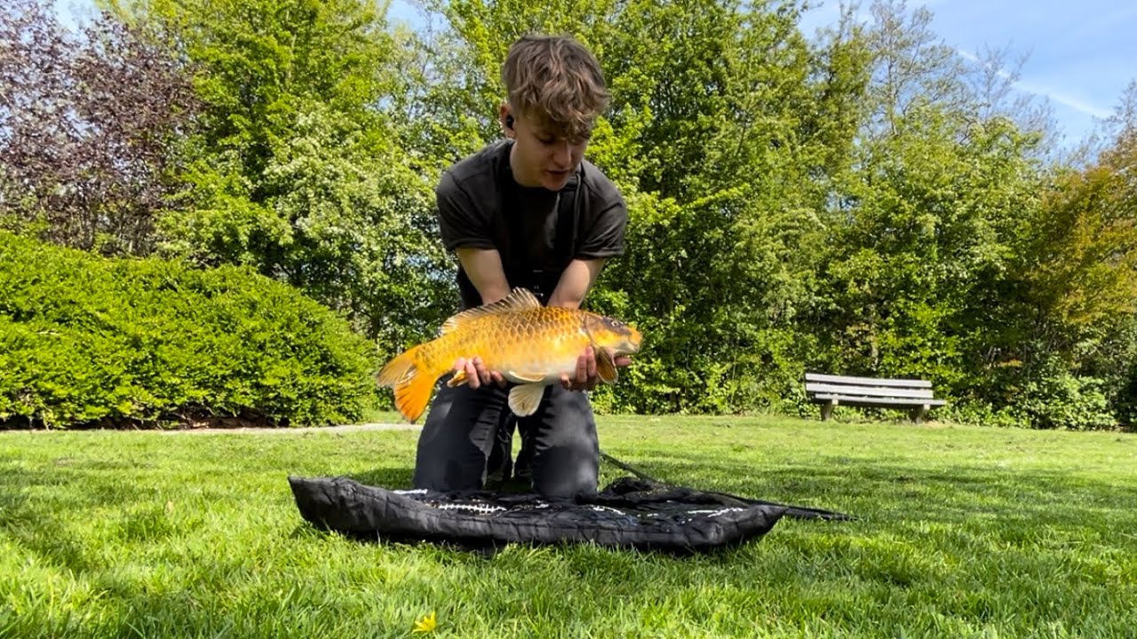 OPNIEUW EEN KOI KARPER GEVANGEN!! YouTube OPNIEUW EEN KOI KARPER GEVANGEN!! YouTube