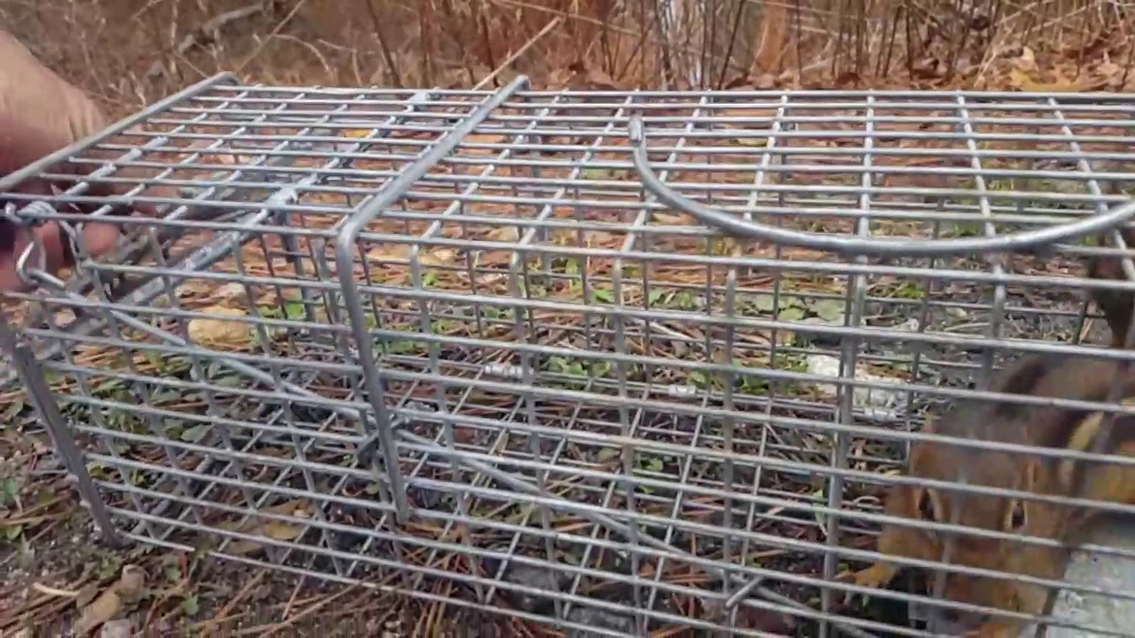 removal of fallopian tube Chipmunk release