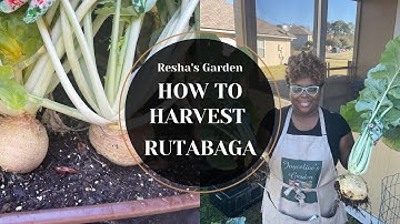 How to Harvest a Rutabaga | Resha