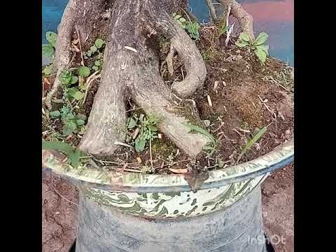  Bonsai  unik dari tanaman  pagar  YouTube