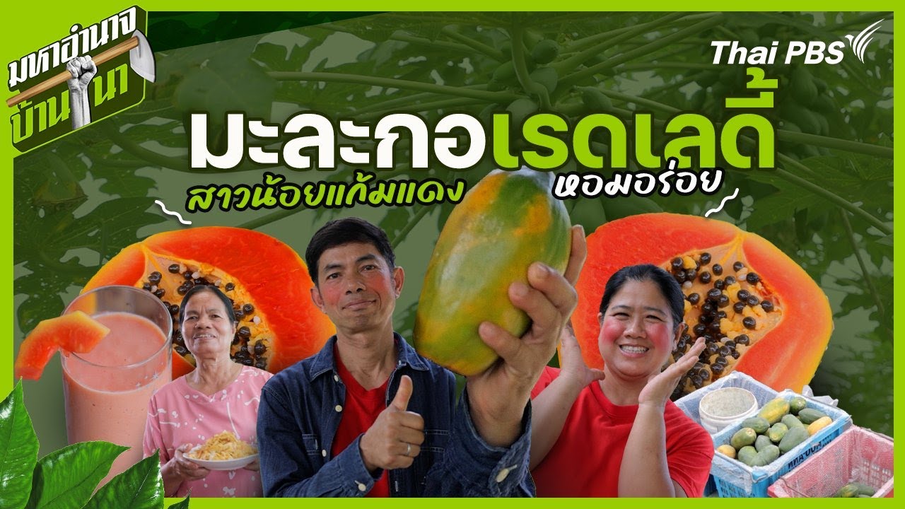 มะละกอเรดเลดี้ สาวน้อยแก้มแดงหอมอร่อย | มหาอำนาจบ้านนา