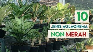Jenis Jenis Aglaonema Berdaun Hijau Youtube