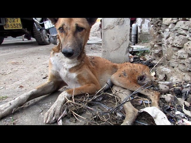 The paralysed dog who never gave up. Sydney's amazing rescue story. - YouTube