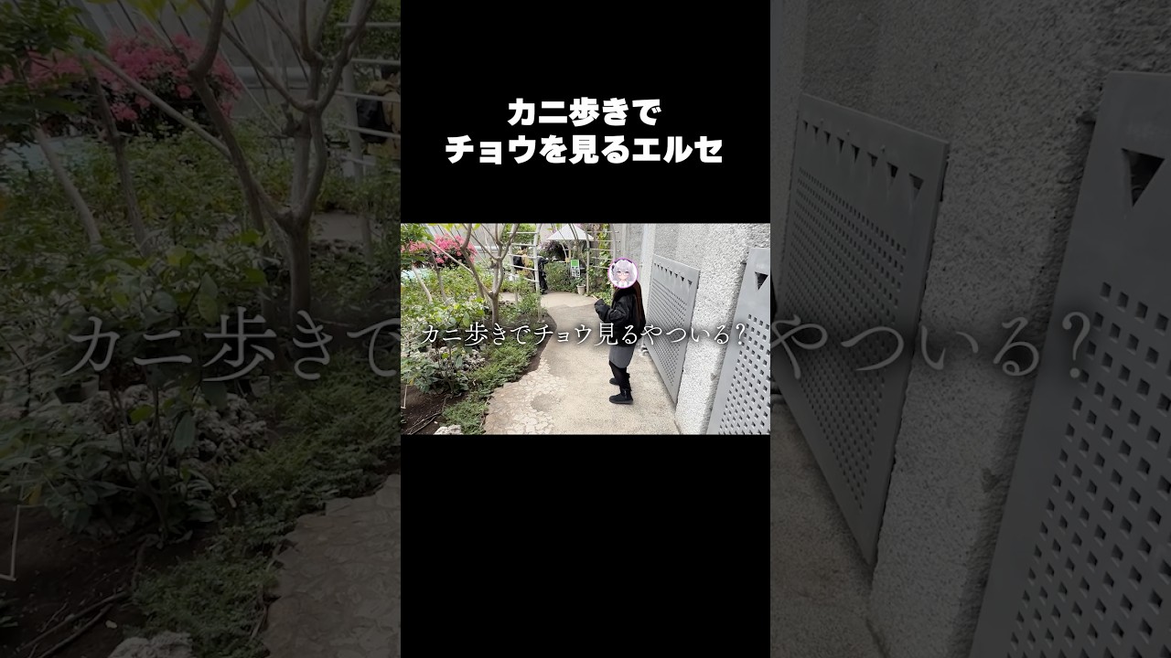 カニ歩きでチョウを見るエルセ #shorts #エルぽき #日常 #ほのぼの