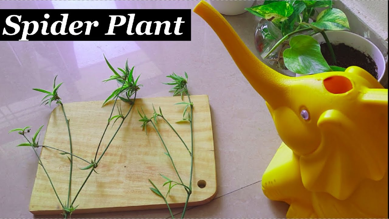 Spider Plant Propagation | How to Propagate Spider Plant Babies in Water | Grow Spider Plant & Care