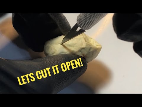 🐍Tri Color Hognose Egg Gone Bad…Let’s Cut it Open.🧪