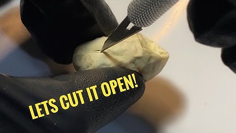 🐍Tri Color Hognose Egg Gone Bad…Let’s Cut it Open.🧪