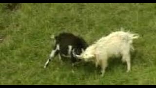 Wild Goats With Fiddle Music On History Visit To Isle Of Mull Inner Hebrides Scotland