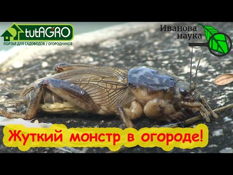 МЕДВЕДКА - МОНСТР МИРА НАСЕКОМЫХ. Страшные крики по ночам и испорченный урожай. Как ее уничтожить.