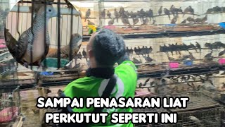 SAMPAI PENASARAN LIAT PERKUTUT SEPERTI INI