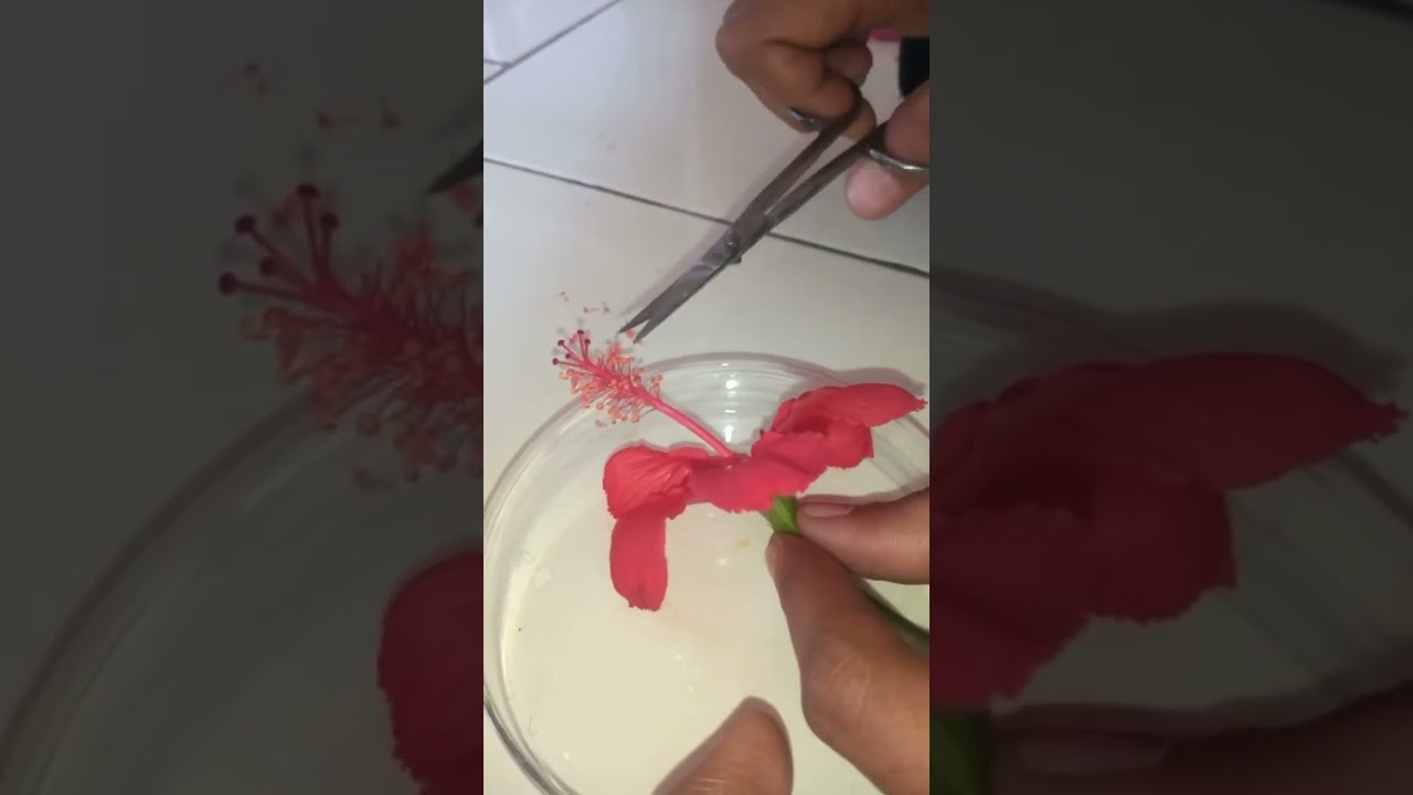 cutting of anther for bagging (emasculation)|🌷🌺