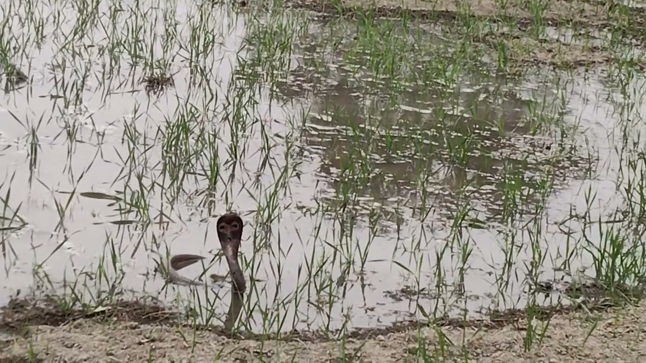 7 जनवरी 2026