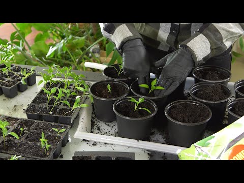 Pikowanie pomidorów, wysiew ziół i uprawa kiełków - ogród warzywny