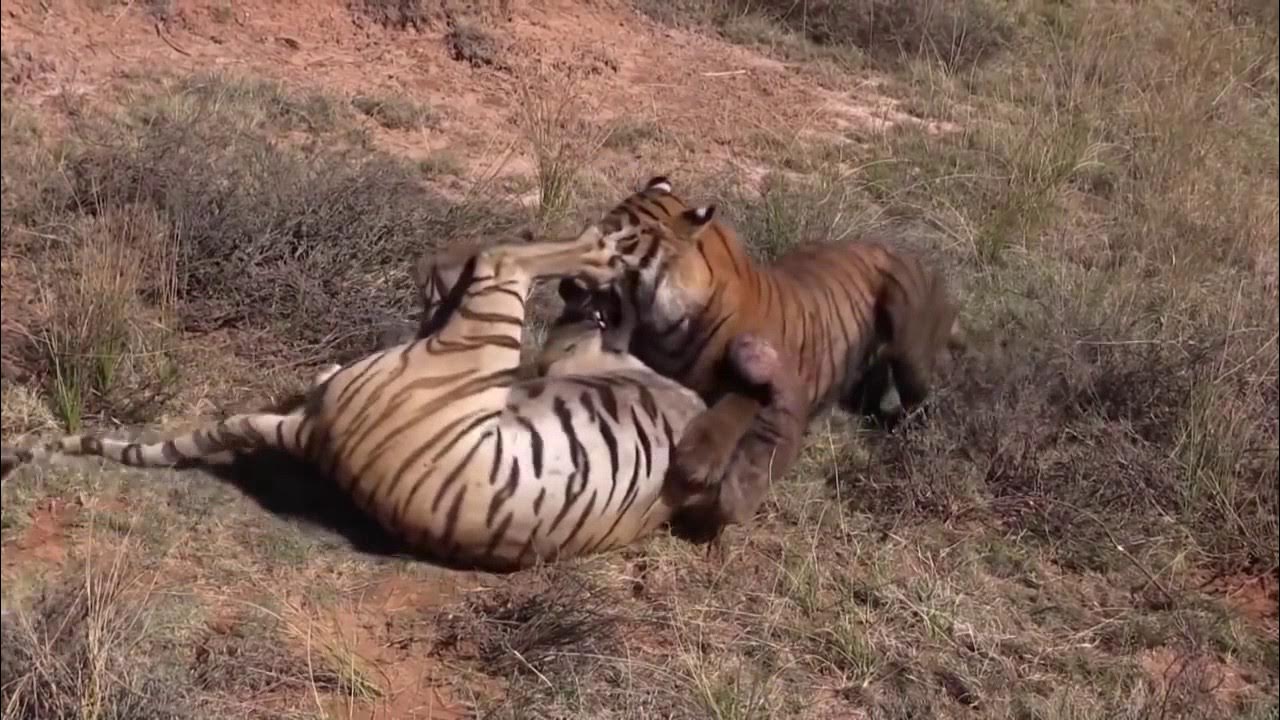 Тигр против тигра 9 на русском. Лев против тигра. Тигр против льва реальный бой. Тигр против тигра 9 на русском. Медведь губач.