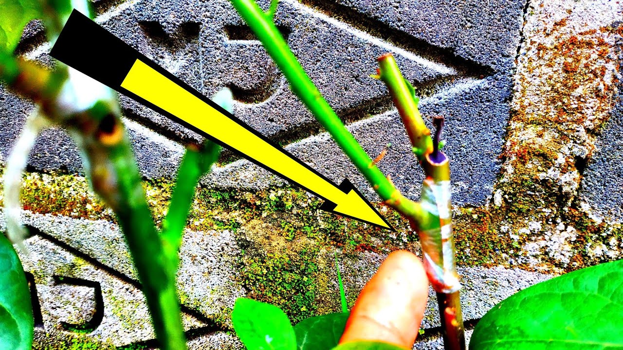 Cara menyambung alpukat  mata tunas