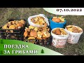 Поездка за грибами 7.10.2022 | ТАКОГО ещё не было!